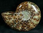 Big Bodied Desmoceras Ammonite - #7363-1